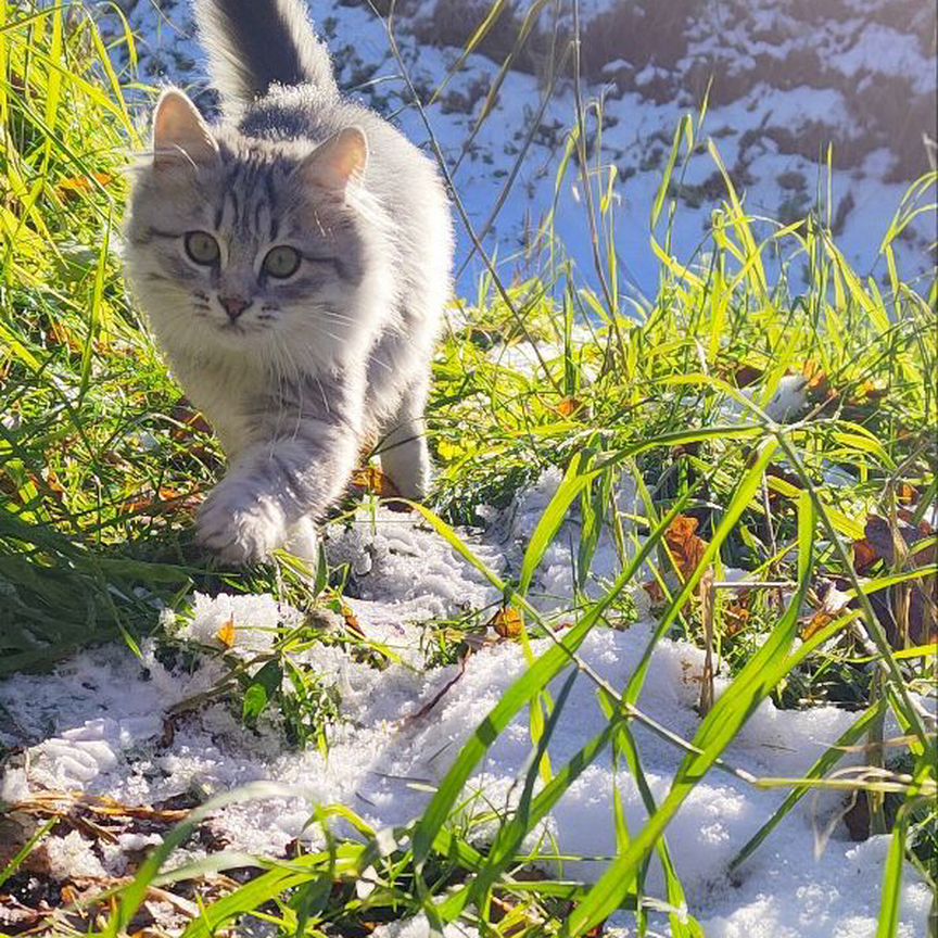 Котята,заряжены на любовь и счастье