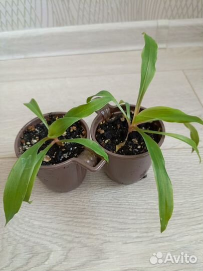 Комнатные цветы Хлорофитум оранж