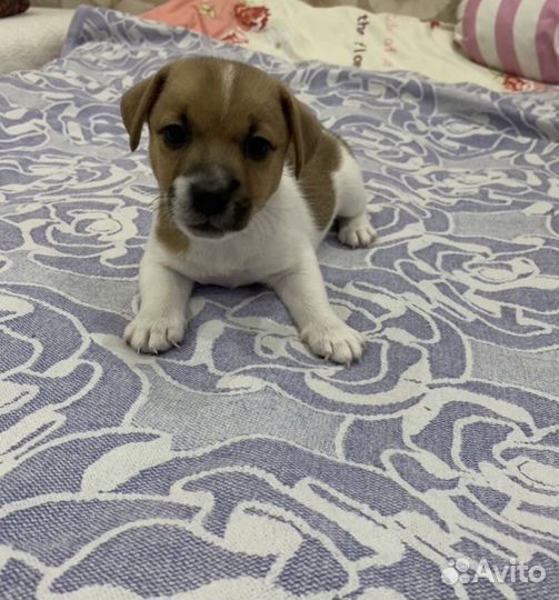 Джек Рассел терьер