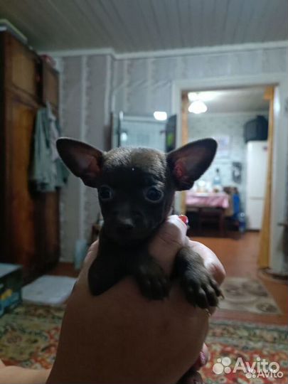 Той-терьер щенки