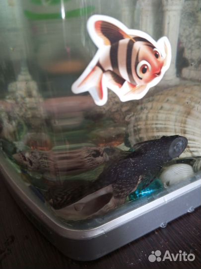 Сомики анциструсы