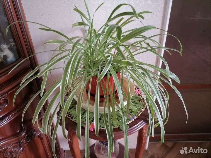 Хлорофитум