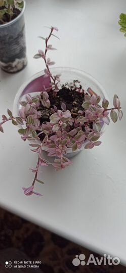 Коллизия розовая пантера