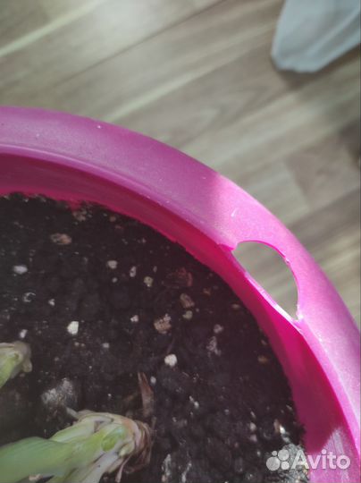 Хлорофитум