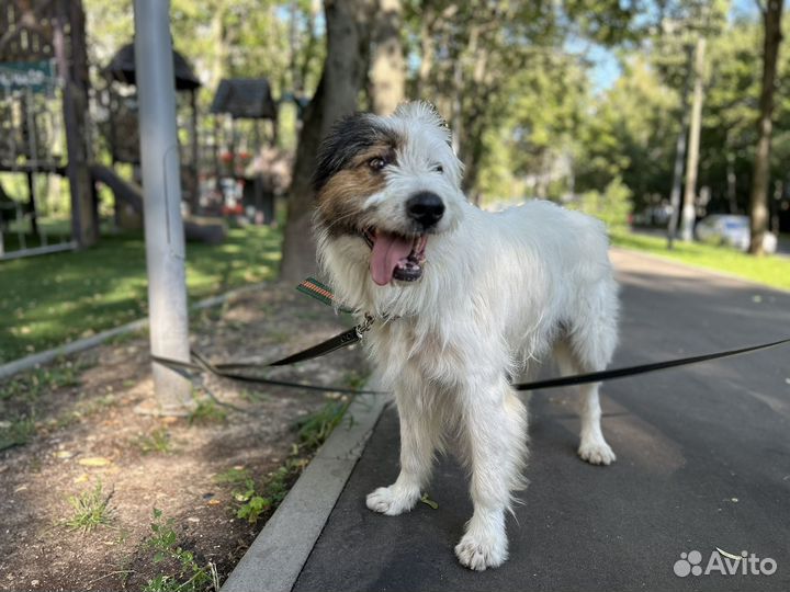 Собака в добрые руки