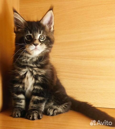 Котята Мейн Кун