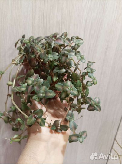 Крассула маргиналис вариегатная