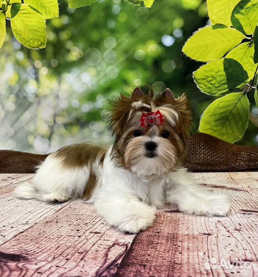 Русская Салонная Собака (цветной йорк)