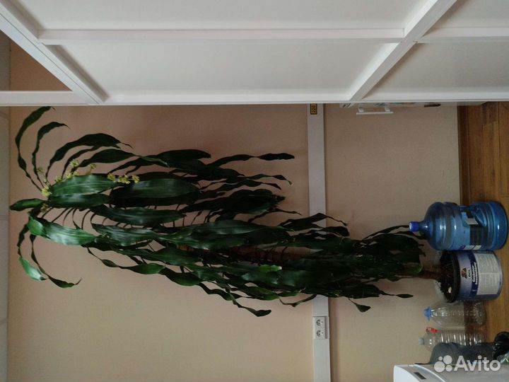 Цветок высокий до потолка в дом офис кафе