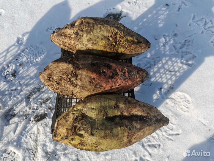 Семена кормовой свёклы, сорт лада