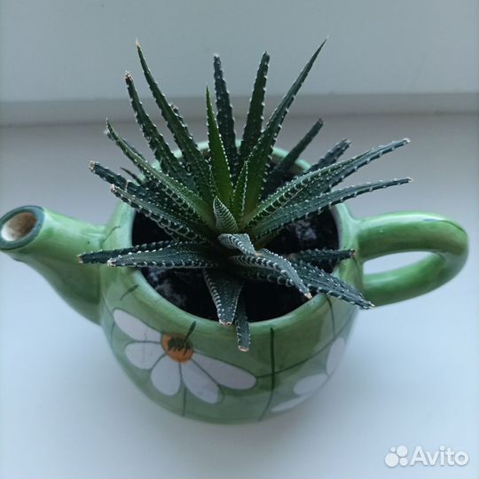 Кактусы и суккуленты
