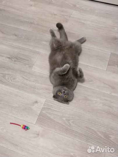 Отдам в добрые руки