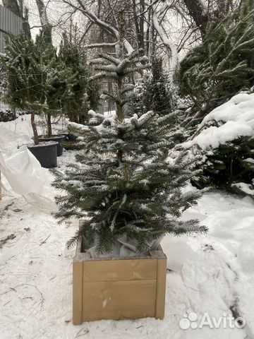 Ель голубая / ель живая с корнем / ель в кадке купить в Москве | Товары ...