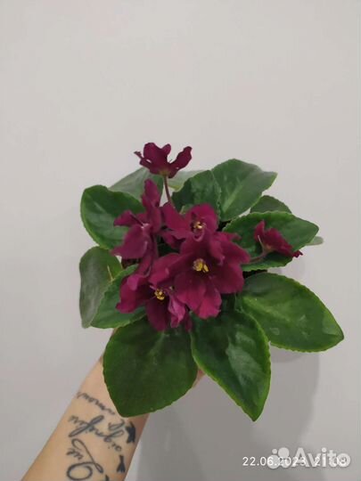 Цветущие фиалки