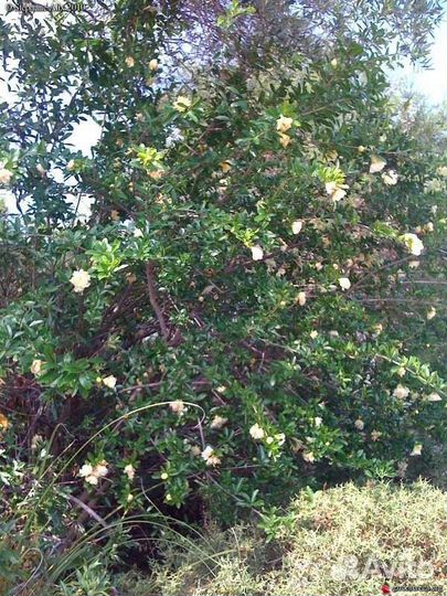 Декоративный гранат с белыми цветами