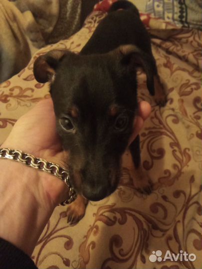 Щенки цвергпинчера