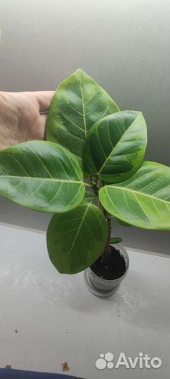 Фикусы сортовые #2