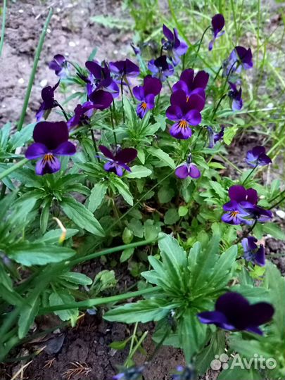 Садовые растения