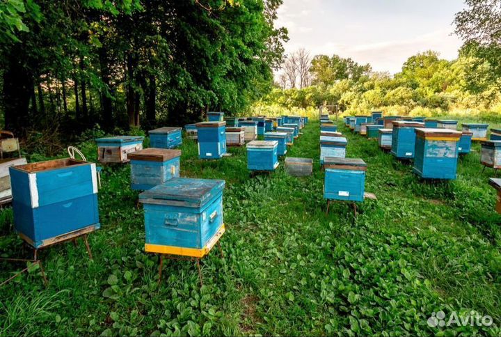 Свежий донниковый мёд 2023 г. опт