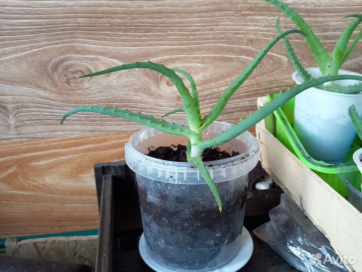 Алоэ столетник укорененные отростки: 1 и 2 -х лет