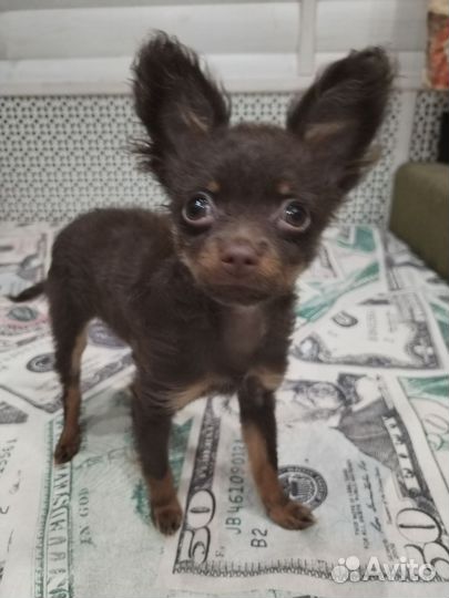 Шоколадная девчуля