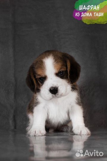 Бигли детки