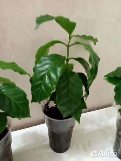 Кофе Арабика растение