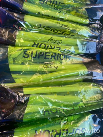 Сельдерей свежий
