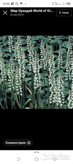 Водяные растения для водоемов