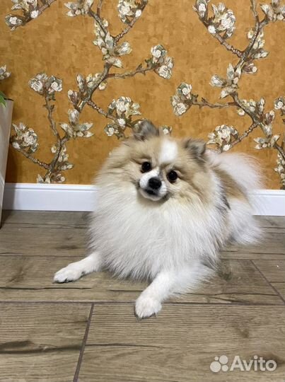 Немецкий шпиц для вязки