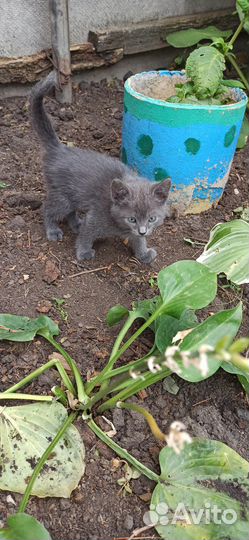 Котенок девочка в добрые руки