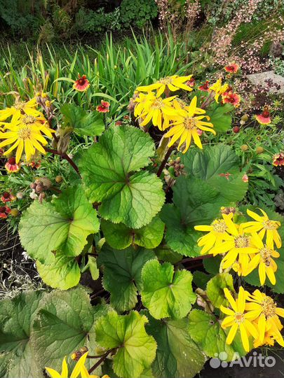 Бузульник Отелло