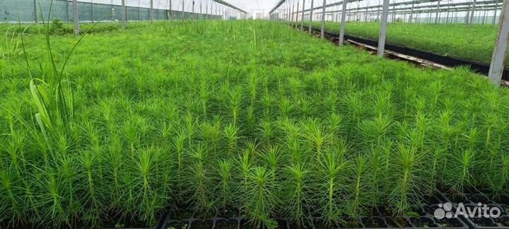 Саженцы сосны зкс от производителя