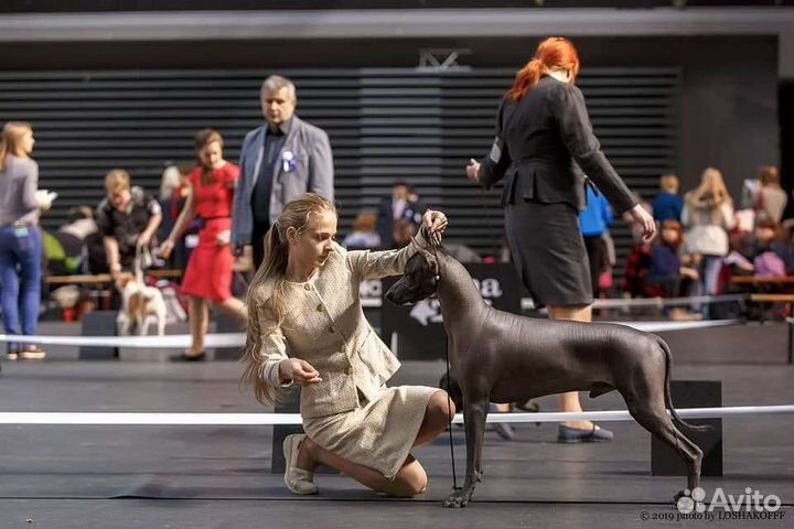 Ксолоитцкуинтли (станд),мексиканская голая собака