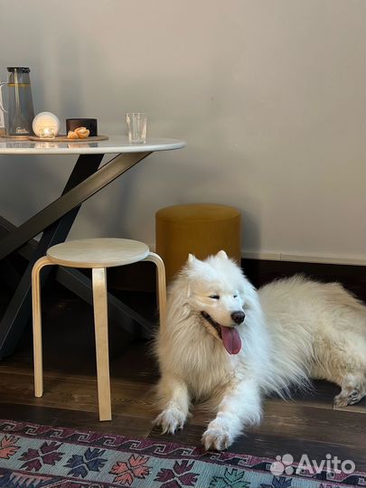 Самоед в добрые руки