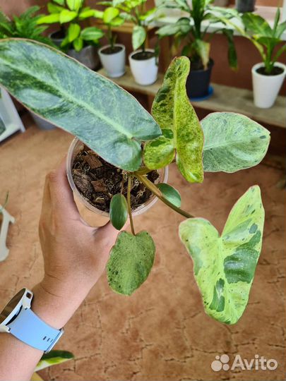 Филодендрон параисо верде