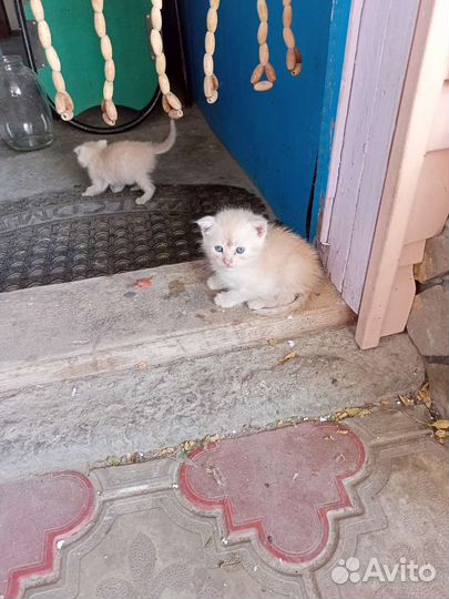 Котята шатланские вислаухие один 2 500