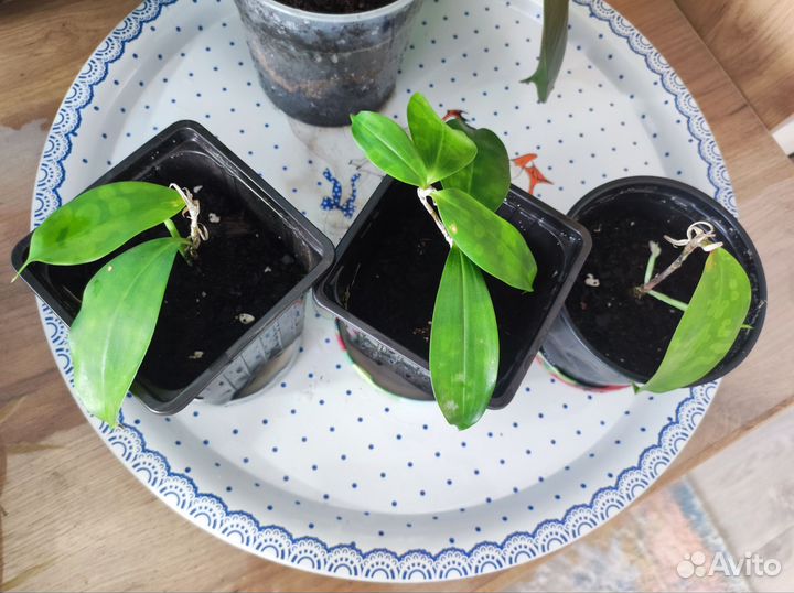 Комнатные растения цветы