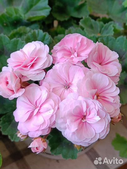 Пеларгония герань