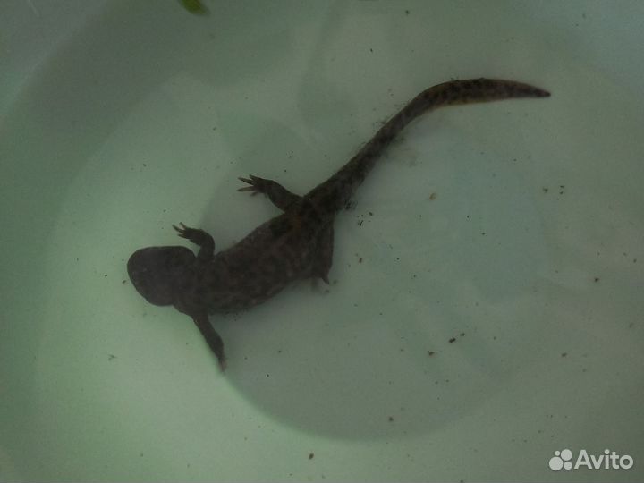 Тритон, сомы