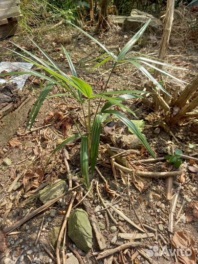 Пальма трахикарпус