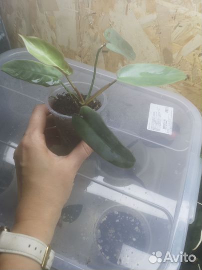 Филодендрон, фиалки