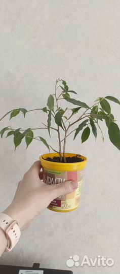 Фикус бенджамина