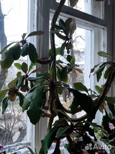 Молочай беложильчатый