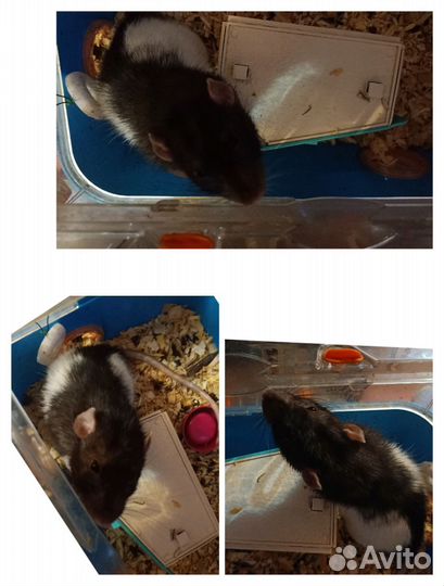 Крыса дамбо