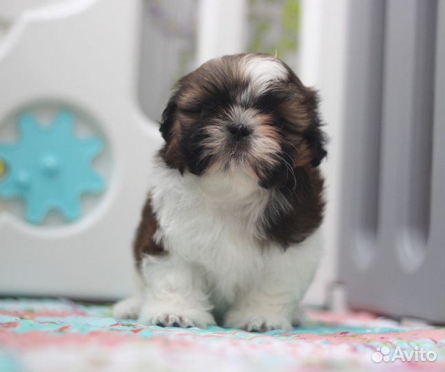 Щенки ши-тцу
