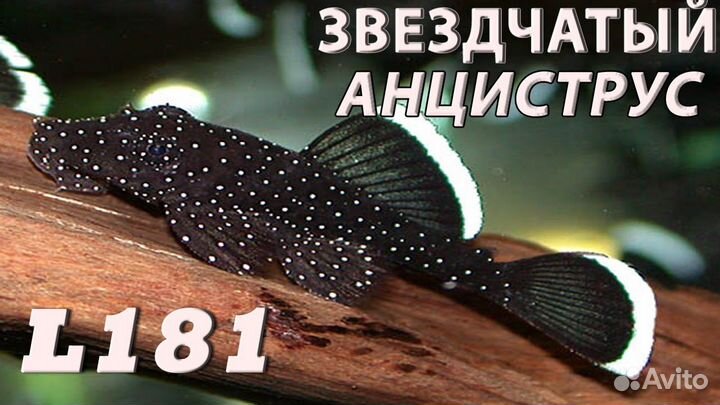 Аквариумные рыбки