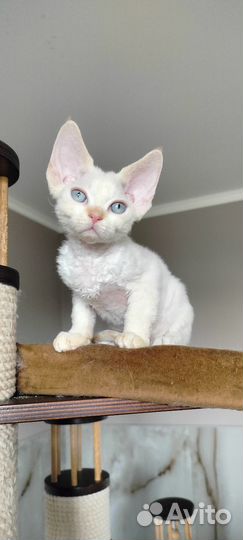 Девон-рекс котёнок