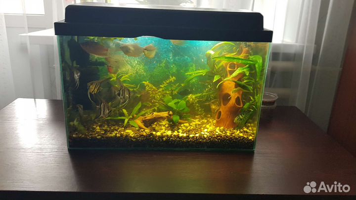 Аквариум