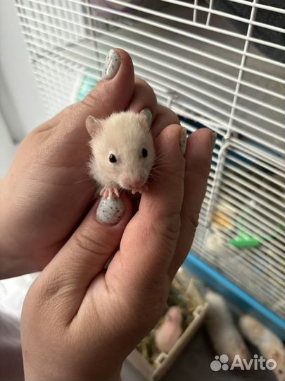 Сирийский хомяк